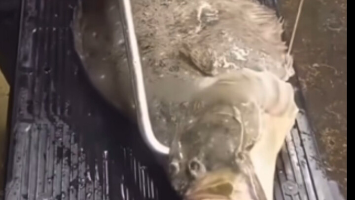 Ikan flounder: Inilah jam tayang emas