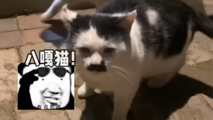 แมว จง ต้า จั่ว