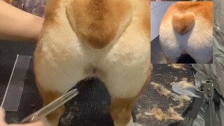 Corgi: Ever since I got my hair cut by Tony, my dog life has become depressed!!