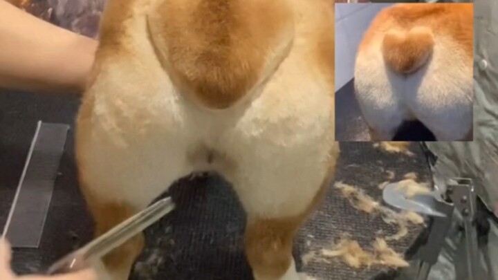 Corgi: Ever since I got my hair cut by Tony, my dog life has become depressed!!