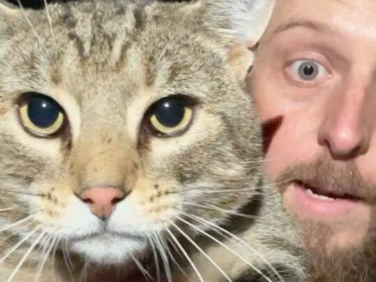 This time I’ve got proof my cat is a total jerk.