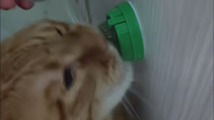 Kucing oranye pertama kali menjilat catnip, pedas sekali!!!