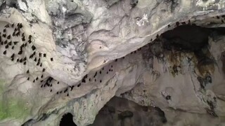 ถ้ำหินปูนเสิ่นหลงในเมืองต๋าโจว มณฑลซื่อชวน มีคนวางยาพิษ ทำให้แมลงชนิดหนึ่งใกล้สูญพันธุ์แล้ว!!!!!!! (