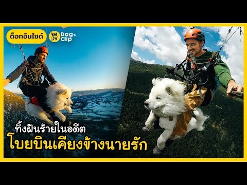 "อุคก้า" น้องหมาซามอยด์ขนฟูจากศูนย์พักพิงสัตว์ทิ้งฝันร้ายในอดีตโบยบินเคียงข้างนายรัก | Dog's Clip