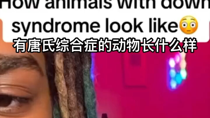 各种动物唐氏综合征的样子