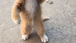🐱🐱🐱人瘾犯了