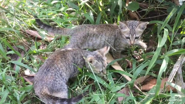 Cat cute - Funny - catreactionto - tom - chú mèo con tìm bắt chuột
