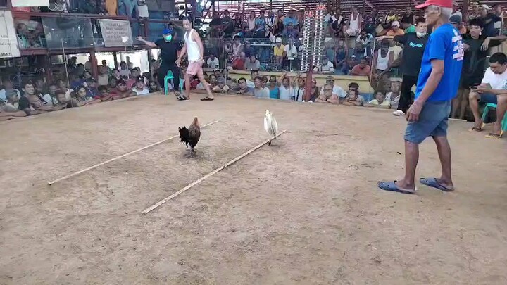 white kelso x palawan gold itlog lang daw ng benabae ubos ang mga scientist