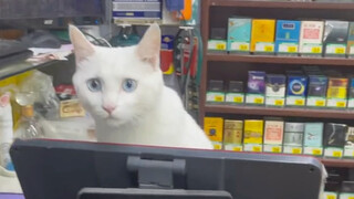 "Cat: No grain of food is eaten in vain"