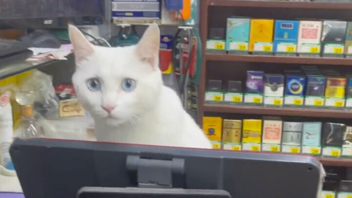 "Cat: No grain of food is eaten in vain"
