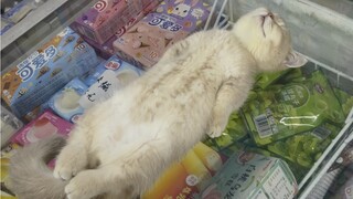 小猫体验一百种职业之雪糕推销员/猜猜今天的工资是什么