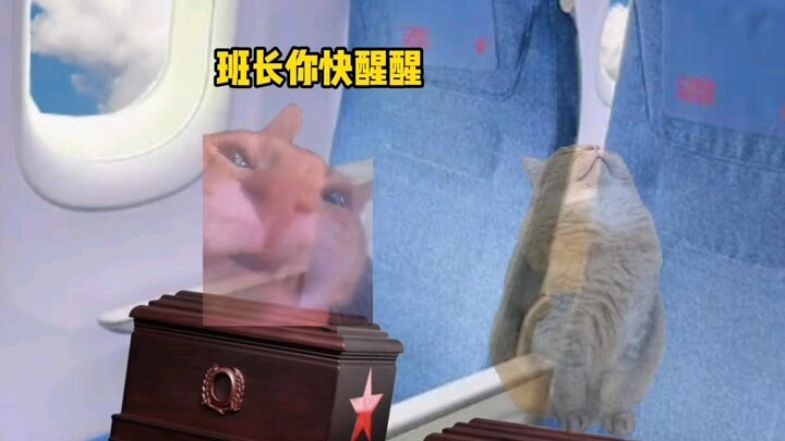 Đám người “mạnh nhất” đã quay lại #meme_mèo#kịch_tình_huống_meme_mèo