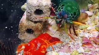 Konon katanya, tulang bisa hancur hanya karena disengat oleh udang belalang ini?