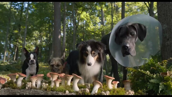 Watch the movie Strays in high quality for free : Link in description