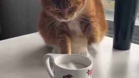 Cat: I feel comfortable