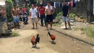 Tupada 🐓