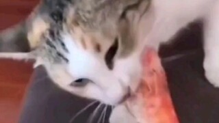 في هذه المرة، هزمنا 99.99% من صغار القطط في البلاد عند تشغيل الجهاز.