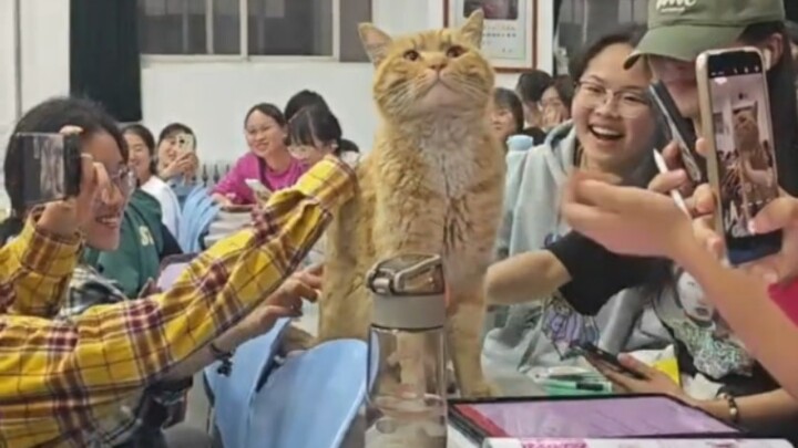 What are the senior cat students doing in college???