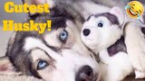 💥The Funniest And Cutest Husky Viral Weekly LOL😂🙃💥 of 2019 | Funny Animal Videos💥👌