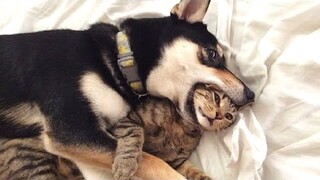 Funny animals - Funny cats / dogs - Funny animal videos 137