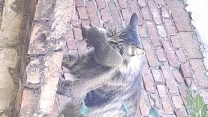 Tupai: Aku tidak diatur oleh kucing.