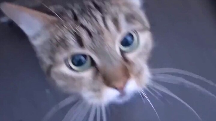 Jangan sekali-kali menghindari kucing yang menghalangi jalan!