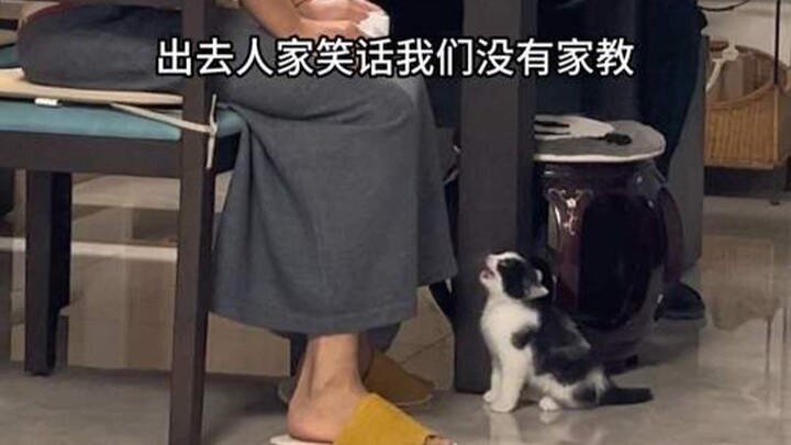 这大喵孙子不好带啊……猫猫：原生家庭带来的阴影！