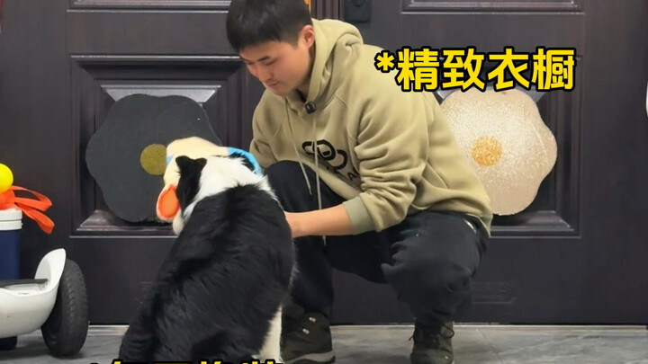 Memelihara anjing jantan vs memelihara anjing betina