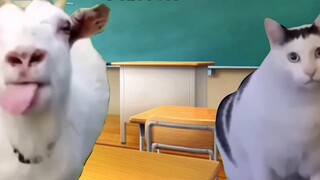 [Meme kucing] Anak kecil menghasilkan uang dan mengubah hidupnya, kerja keras benar-benar berhasil (