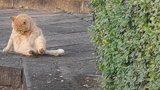 Masalah kucing kecil yang gemuk