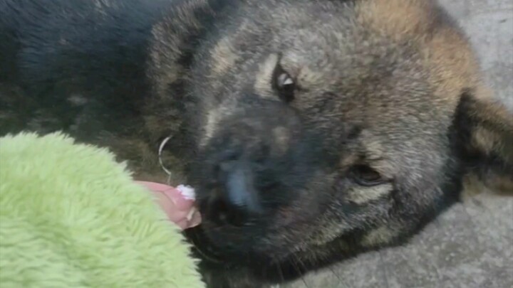 ไอหมาเหม็น! กินข้าวให้สุภาพหน่อยได้ไหม?