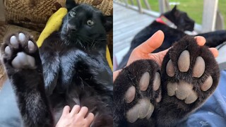 In case you haven't seen a black panther's pads 🐾