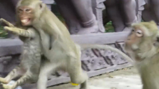 Funny Monkeys Videos Compilation