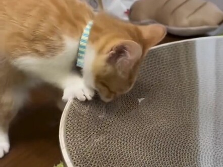 Whose cat is so impatient!