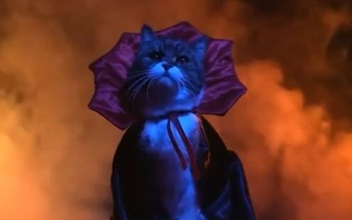 A cat photographer captures their daily work routine with the “models.”