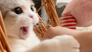 Never fight with cats