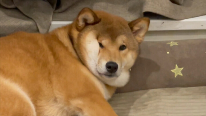 Anak Lelaki Kesayangan Mama (Mencari Papa untuk Dicium)