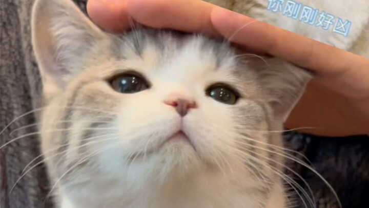 Jika kamu menyukai kucing kecil, kamu harus menerima dirinya apa adanya.