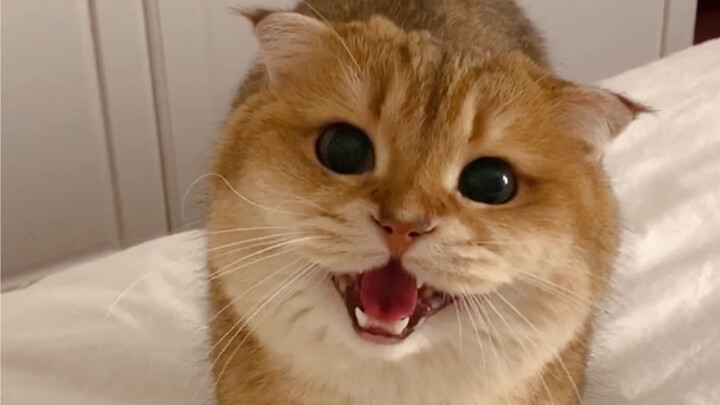 โมโหแมวแทบตาย!! ตอนฉันเปิดเสียงร้องของแมวในโทรศัพท์ให้วอลนัทฟัง