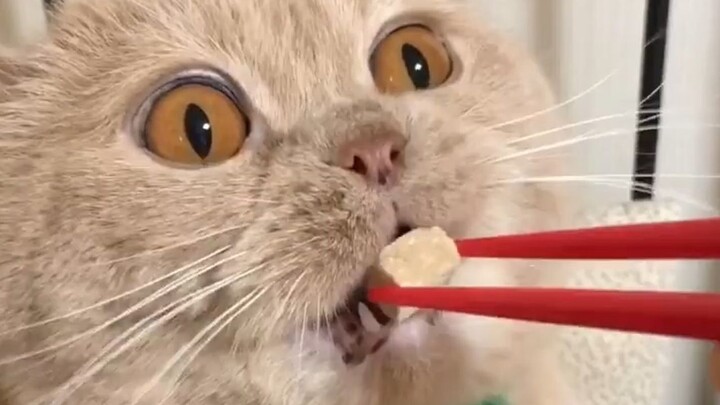 Cat: How can food that’s already in my mouth be picked out again?
