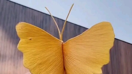 You can make butterflies like this with ginkgo leaves—haha, isn't it beautiful?