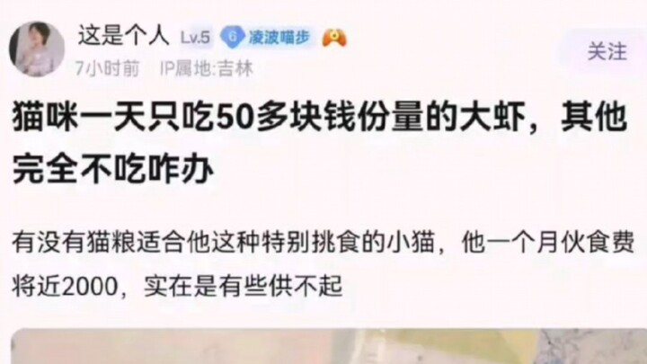 Let’s see how the comment section deals with cats who are picky eaters.