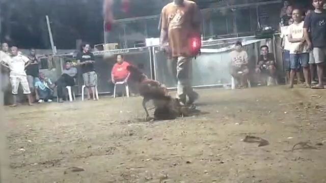 possum sweater x Gold 1x cock derby winner