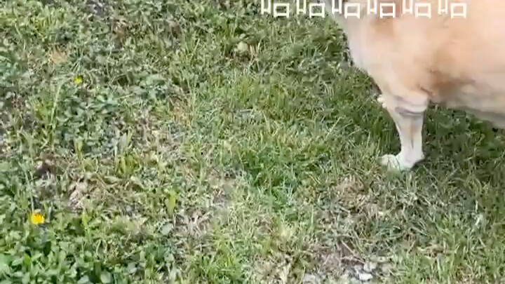 前面有一只超可爱的狗勾