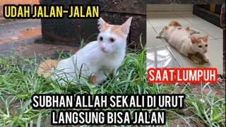 Kuasa Allah Kucing Cantik Lumpuh Sekali Urut Pangsung Sembuh ..!