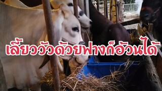 เลี้ยงวัวด้วยฟางก็อ้วนได้จ้า|cow|brahman|CHATGEN CHANNL |