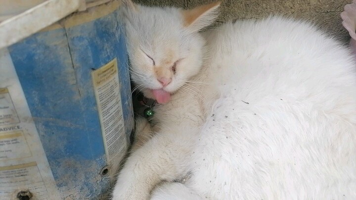 Mallows