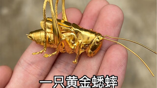 The golden cricket and his grandson can only choose one.