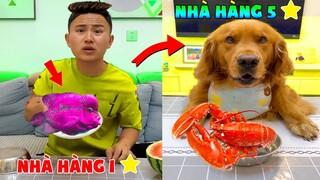 Thú Cưng Vlog | Đa Đa Đại Náo Bố #5 | Chó gâu đần thông minh vui nhộn | Smart dog golden pets