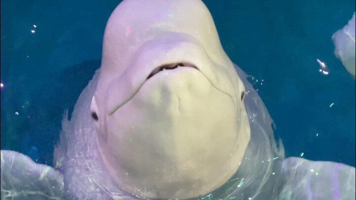 الآن غضب الصغير الأسود حقًا!